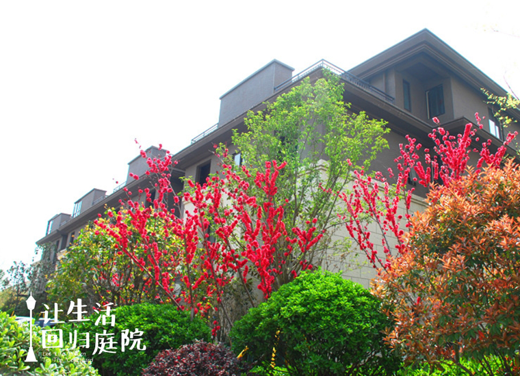 前后观望南阳50年：这样的庭院，很难再有了！